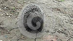 Young Hedgehog eats caught prey. The European hedgehog Erinaceus europaeus