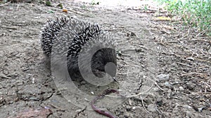 A young Hedgehog eats a trapped earthworm. The European hedgehog Erinaceus europaeus