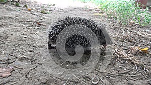 A young Hedgehog eats a trapped earthworm. The European hedgehog Erinaceus europaeus