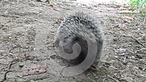 A young Hedgehog eats a trapped earthworm. The European hedgehog Erinaceus europaeus