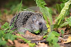 Young hedgehog (Erinaceus europaeus) in autumn looking for food