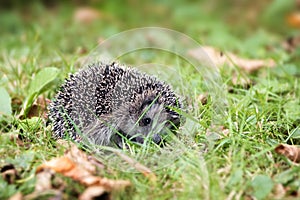 Young hedgehog (Erinaceus europaeus) curled up in the lawn in au