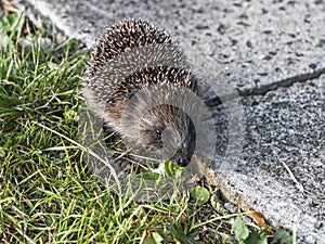 A young hedgehog, Erinaceus europaeus, Northumberland, UK