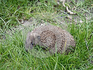 Young hedgehog in grass. Erinaceus europaeus.