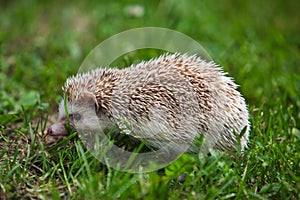 Young hedgehog in the green grass