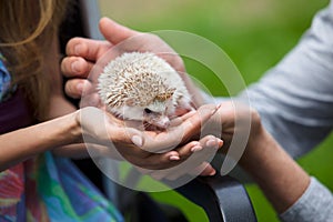 Young hedgehog in hands