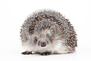 Young hedgehog isolated background