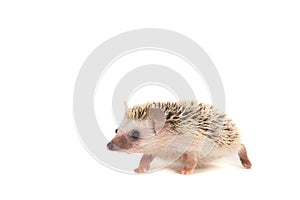 Young hedgehog seen from the side isolated on a white background with space for copy