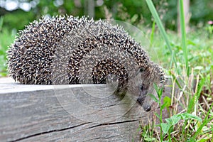 The young hedgehog on a wooden stub.Curious hedgehog walks in the woods on a sunny summer day.