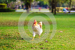 Young Hen on Green Grass , Bangkok in Thailand