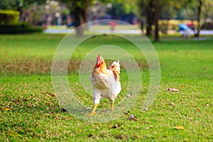 Young Hen on Green Grass , Bangkok in Thailand