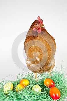 Young Hen with painted Eggs