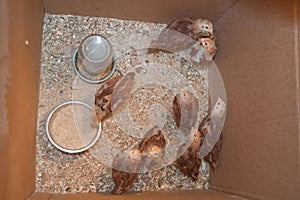 Young hens in a box