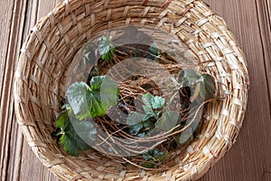 Young Herb Bennet plants with roots