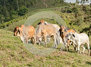 Young herd of Brahman cattle in  North Queensland