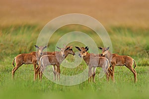 Young herd Sassaby, in green vegetation, Okavango delta, Botswana. Widlife scene from nature. Common tsessebe, Damaliscus lunatus