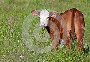 Young Hereford calf