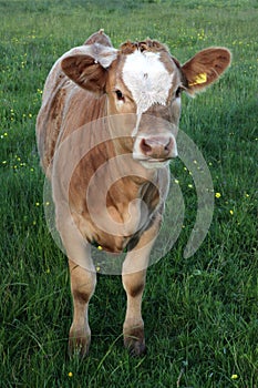 Young Hereford Calf