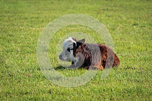 Young Hereford calf resting in the grass