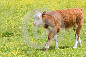 Young Hereford calf walks with hoof pointed