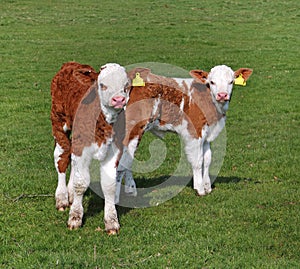 Young Hereford Calves in an English Meadow photo