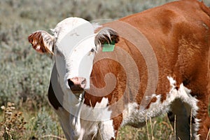 Young Hereford Cow