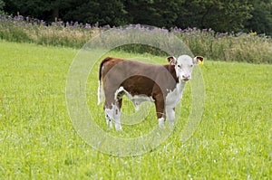 Young Hereford male Calf