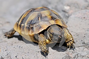 Young Herman's tortoise