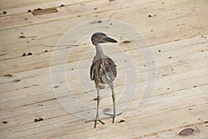 Young Heron on Deck
