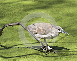Young Heron