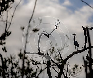 Young Heron Silhouette Perched on Branch