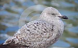 Young Herring Gull