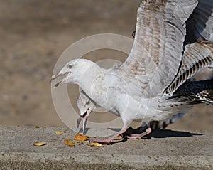 Young herring gull in flight. photo