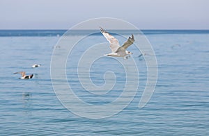 Young herring gull flying along the sea