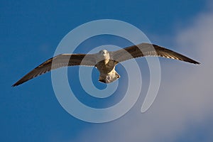 Young herring gull flying on the blue sky