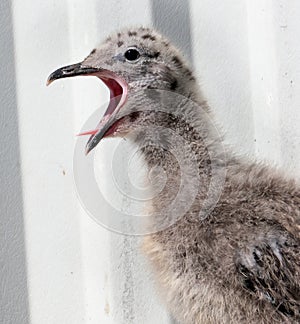 Young herring Gull on public house kitchen roof.