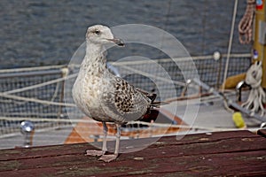 Young herring gull on a sailship, selective focus