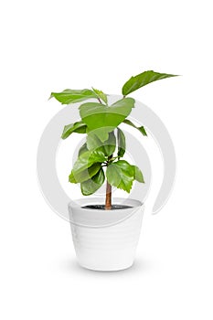 Young Hibiscus a potted plant isolated over white