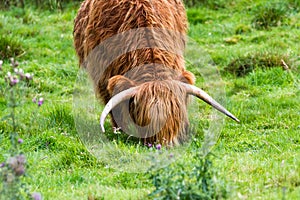 Highland bull in Scotland