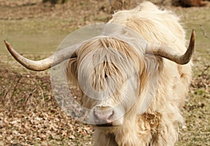 Young highland bull