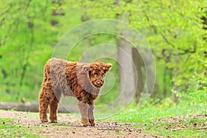 Young highland calf in Dutch national park Veluwezoom