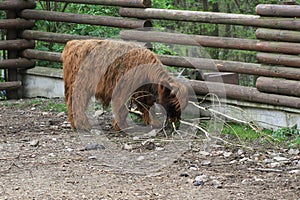 young highland cattle