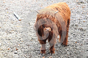 young highland cattle bull