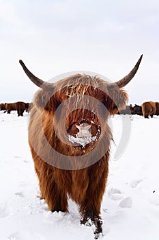 Young Highland cow