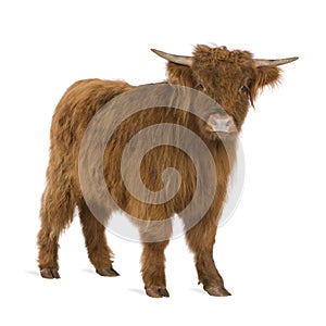Young Highland Cow