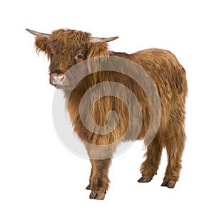 Young Highland Cow