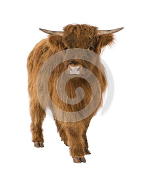 Young Highland Cow