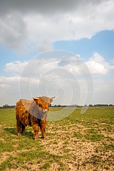 Young Highland cow with small horns