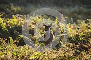 Young hind doe red deer in Autumn Fall forest landscape image