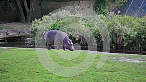 Young hippo is eating grass
